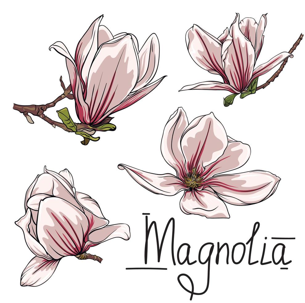 Vektor Blumen und Geäst von Magnolie auf ein Weiß Hintergrund. Magnolie Umriss, Farbe Vektor Illustration von Magnolie Blumen und Geäst