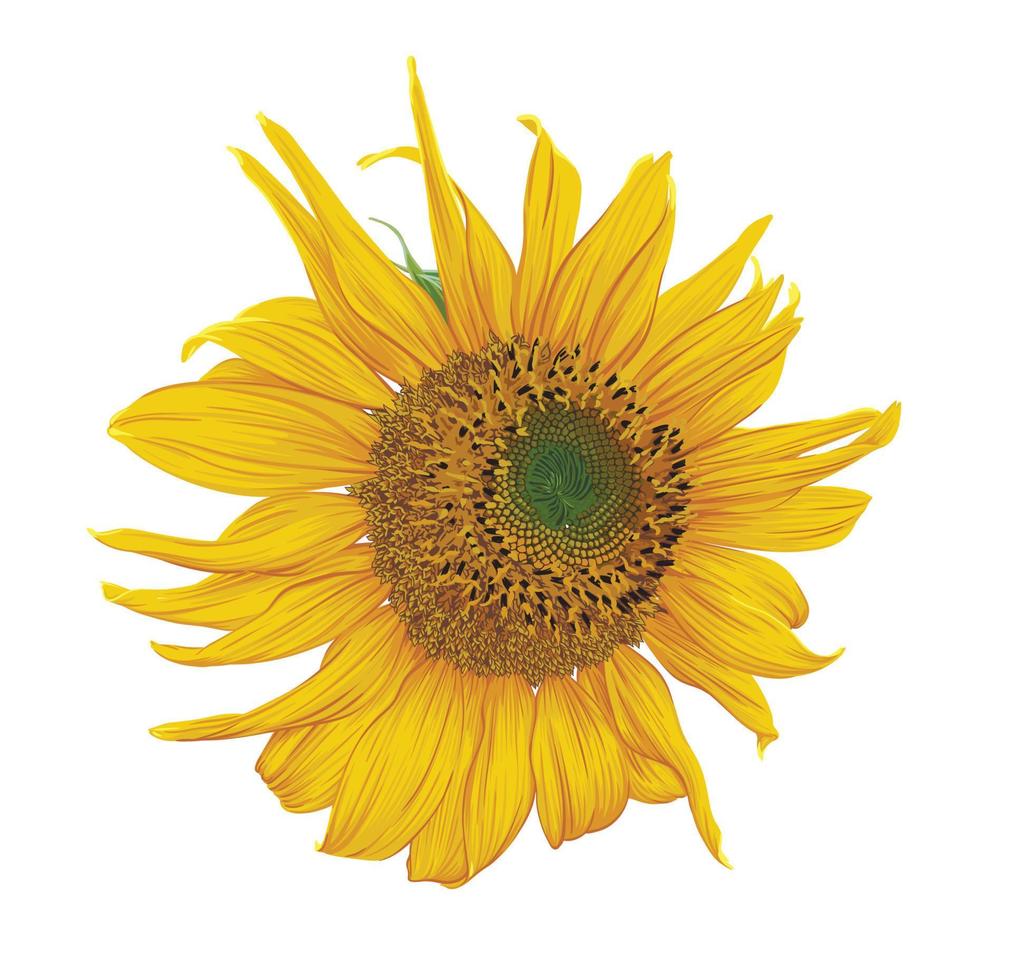 solros huvud blomma isolerat på vit bakgrund. solros vektor illustration. botanisk blommig illustration av gul sommar blomma