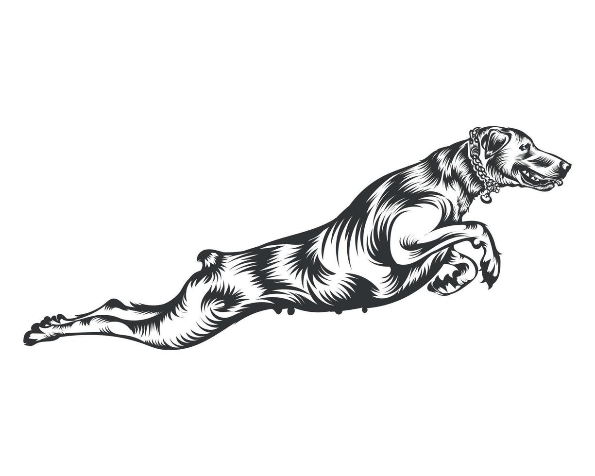 dobermann hund ras vektor illustration vit bakgrund
