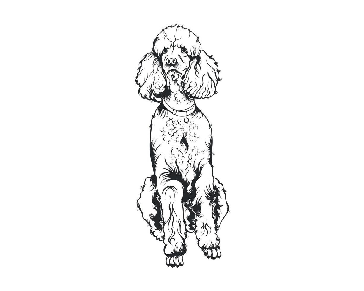 pudel hund vektor illustration, pudel ras vektor på vit bakgrund för t-shirt , logotyp och andra