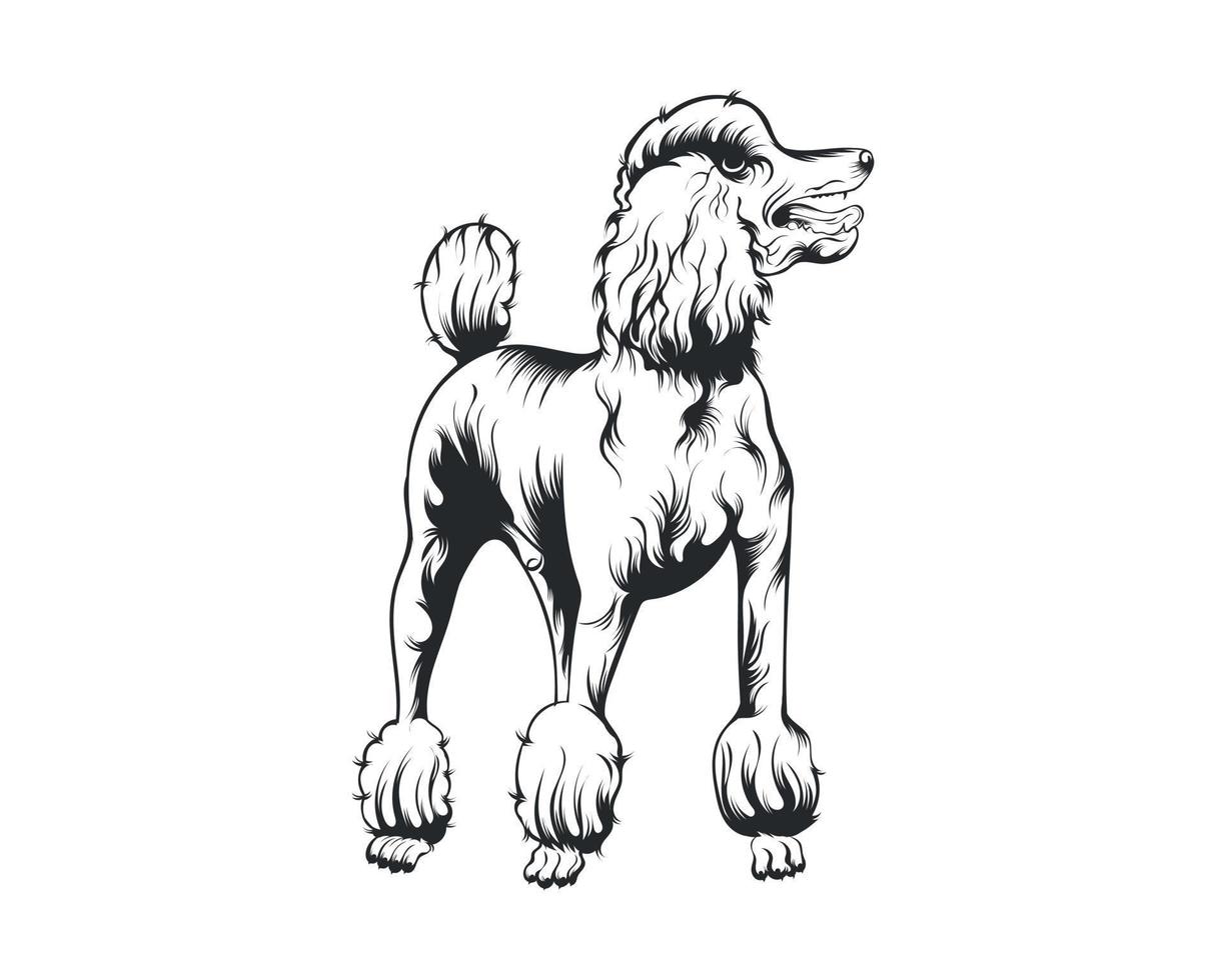 Pudel Hund Vektor Illustration, Pudel Rasse Vektor auf Weiß Hintergrund zum T-Shirt , Logo und Andere