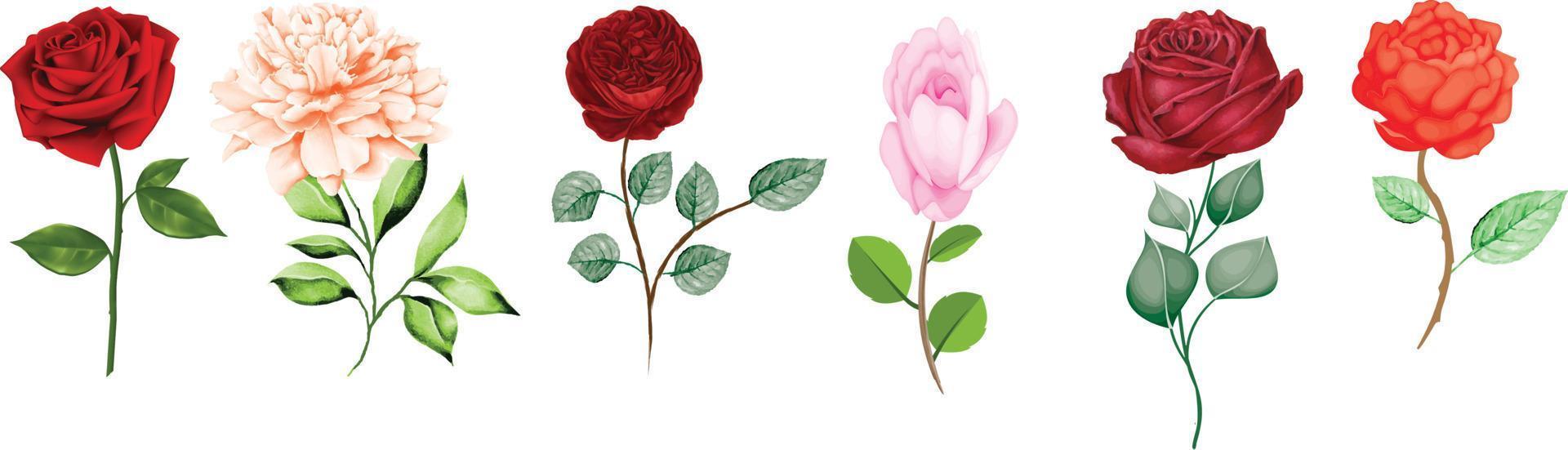 vattenfärg blommor uppsättning , skön ro isolerat på vit bakgrund med vattenfärg grön blad för hälsning ,bröllop, födelsedag ,posta kort vektor illustration