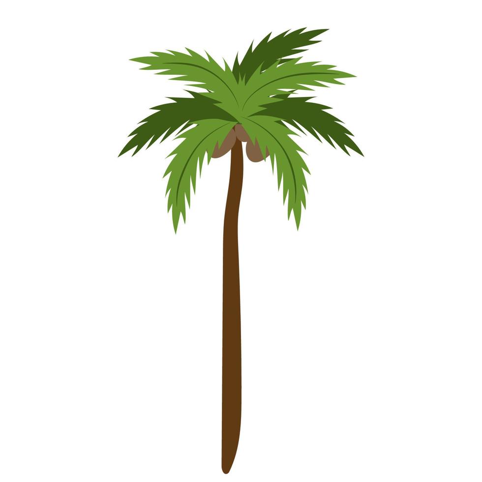 Kokosnuss Palme Baum isoliert auf Weiß Hintergrund. schön einfach Vektor Palme Baum