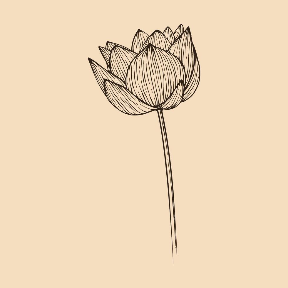 lotus blomma vektor illustration med linje konst