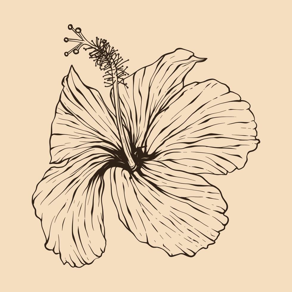 hibiskus blomma vektor illustration med linje konst