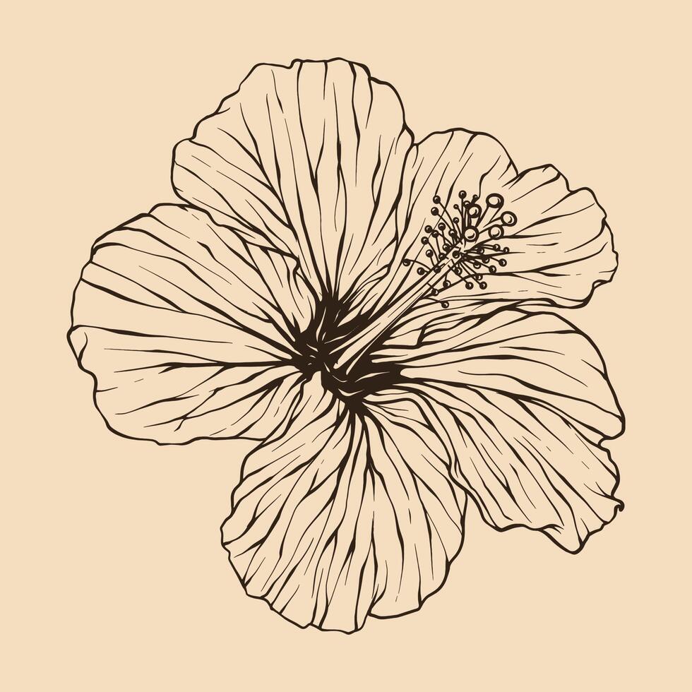 hibiskus blomma vektor illustration med linje konst