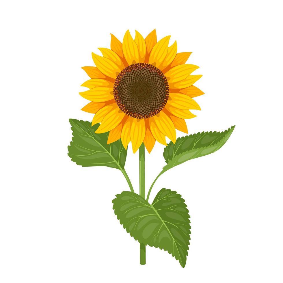 Vektor Illustration, Sonnenblume isoliert auf Weiß Hintergrund.