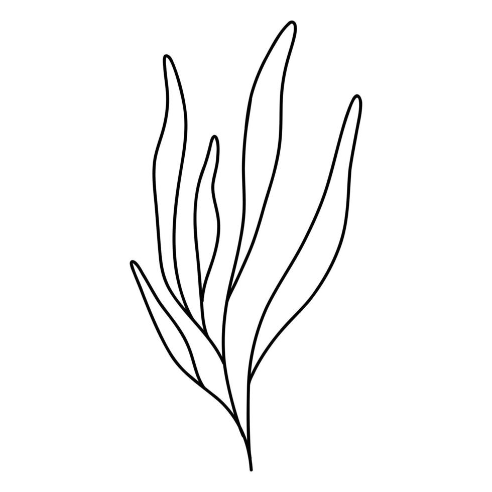 tång i klotter stil. linjär under vattnet växt. vektor illustration. isolerat alger.