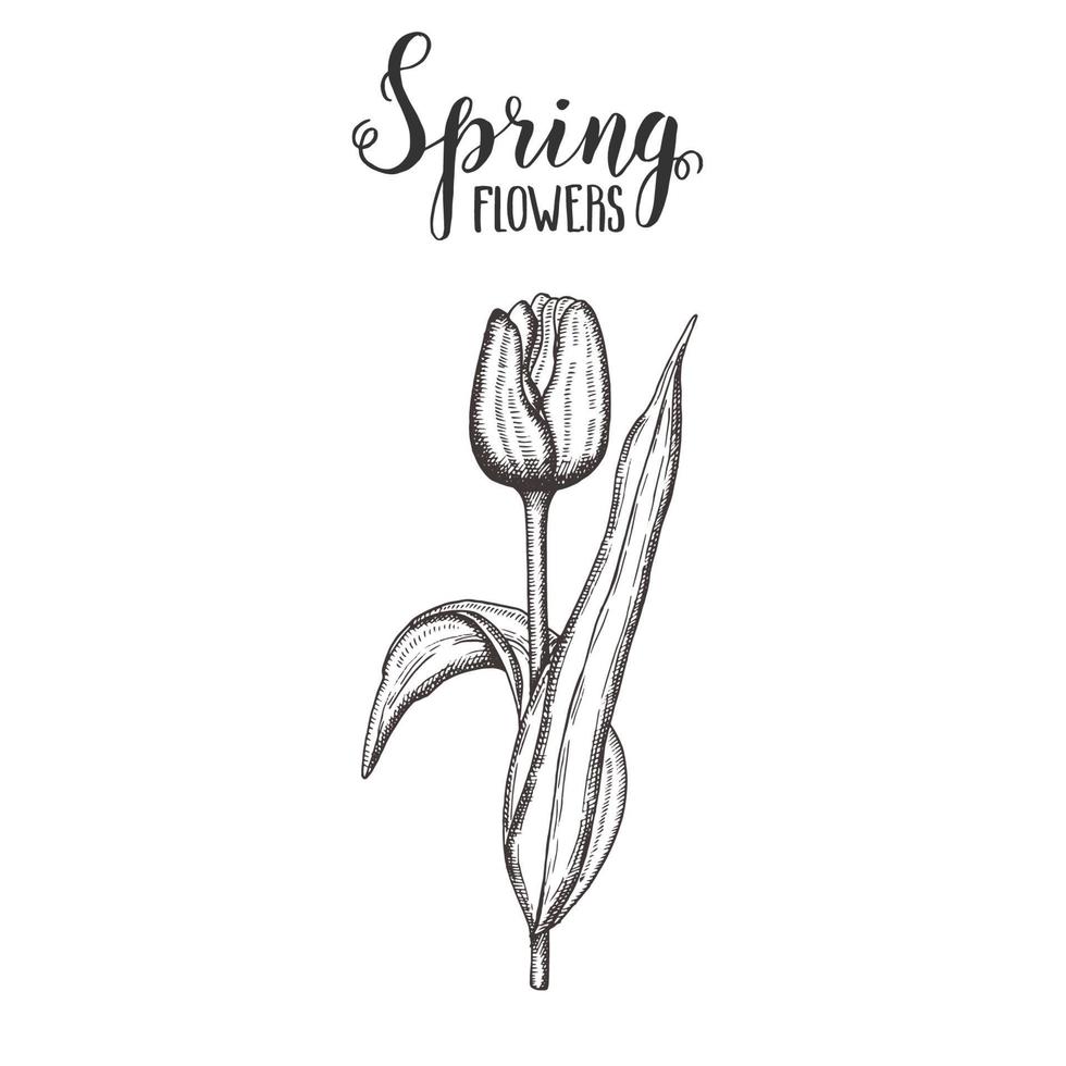 Frühlingsblumen. Vintage handgezeichnete Tulpe. skizzieren. Vektor Gravur Illustration.