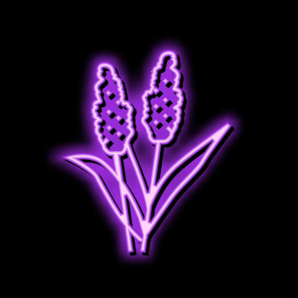 Sorghum Pflanze Essen Neon- glühen Symbol Illustration vektor