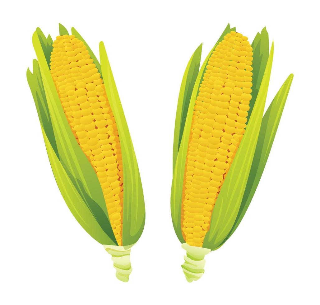 frisch Mais Ohren mit Blätter einstellen Vektor Illustration
