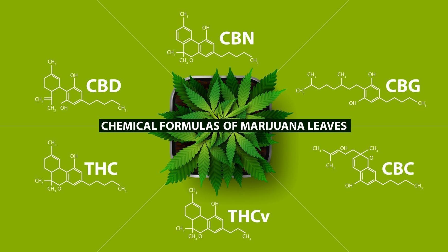 chemische Formeln von natürlichen Cannabinoiden, grünes Plakat mit chemischen Formeln von Cannabinoiden und Pflanze von Cannabis, Draufsicht vektor