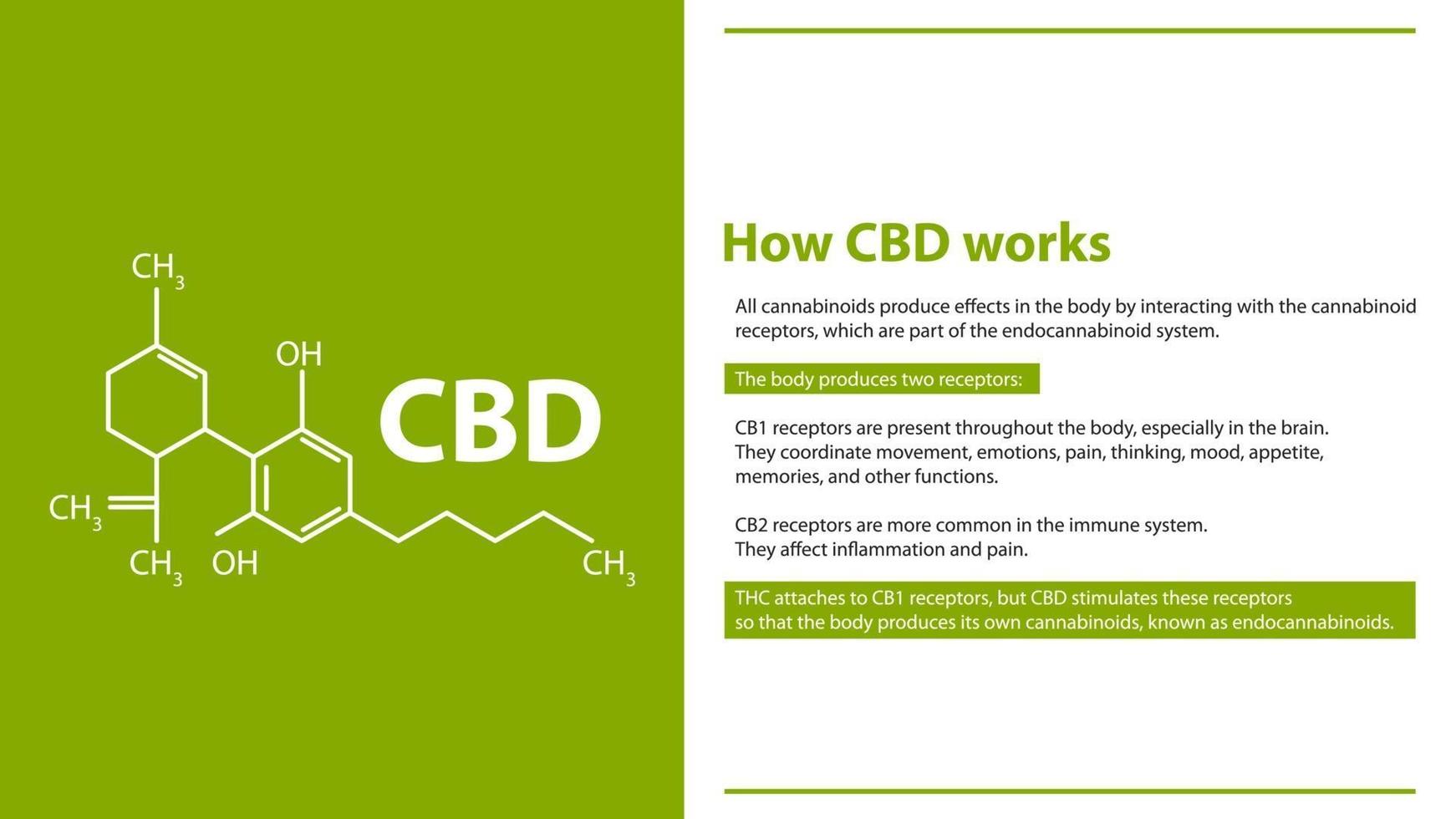 hur cbd fungerar, grön och vit informationsaffisch med cannabidiol kemisk formel vektor