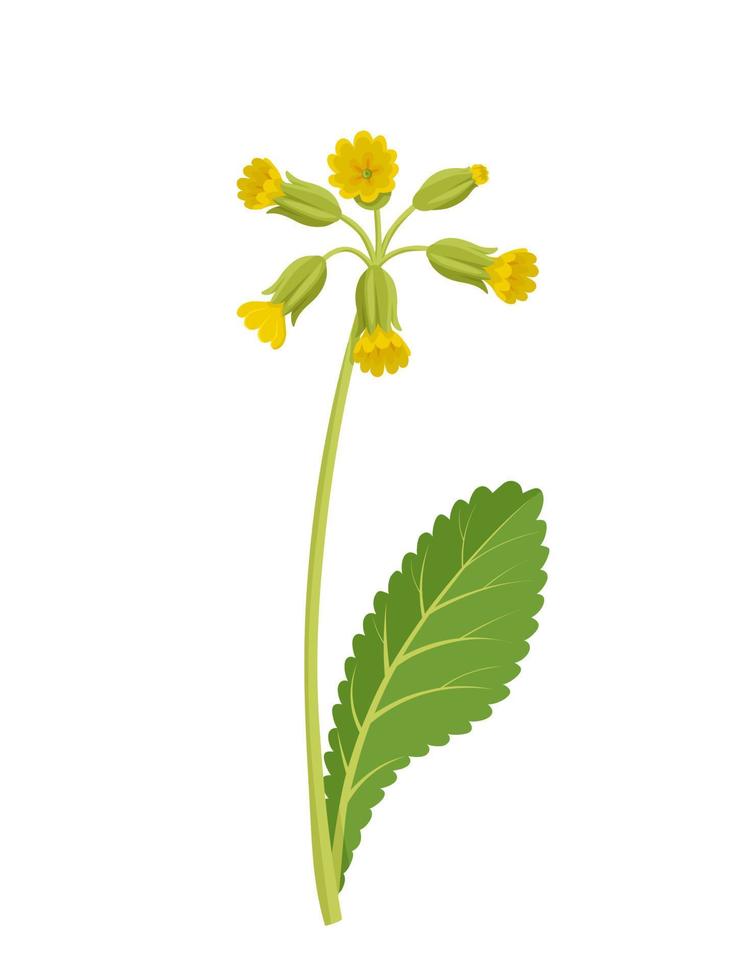 Vektor Illustration, Primel Veris, Schlüsselblume, oder Primel Schlüsselblume, Kraut Anlage, isoliert auf Weiß Hintergrund.