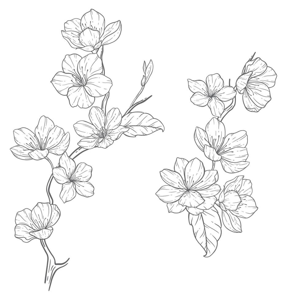 blommig linje konst, sakura blomma översikt illustration uppsättning. hand målad klotter blommor. perfekt för bröllop inbjudningar, brud- dusch och blommig hälsning kort. svart och vit stencil blommor isolerat vektor