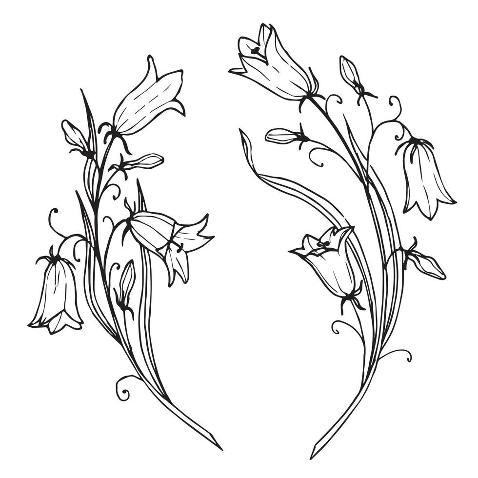 klockblomma vektor teckning. hand dragen illustration av blåklocka blomma i översikt stil på isolerat bakgrund. blommig skiss i vit i svart svartvit färger. gravyr för bröllop inbjudningar.