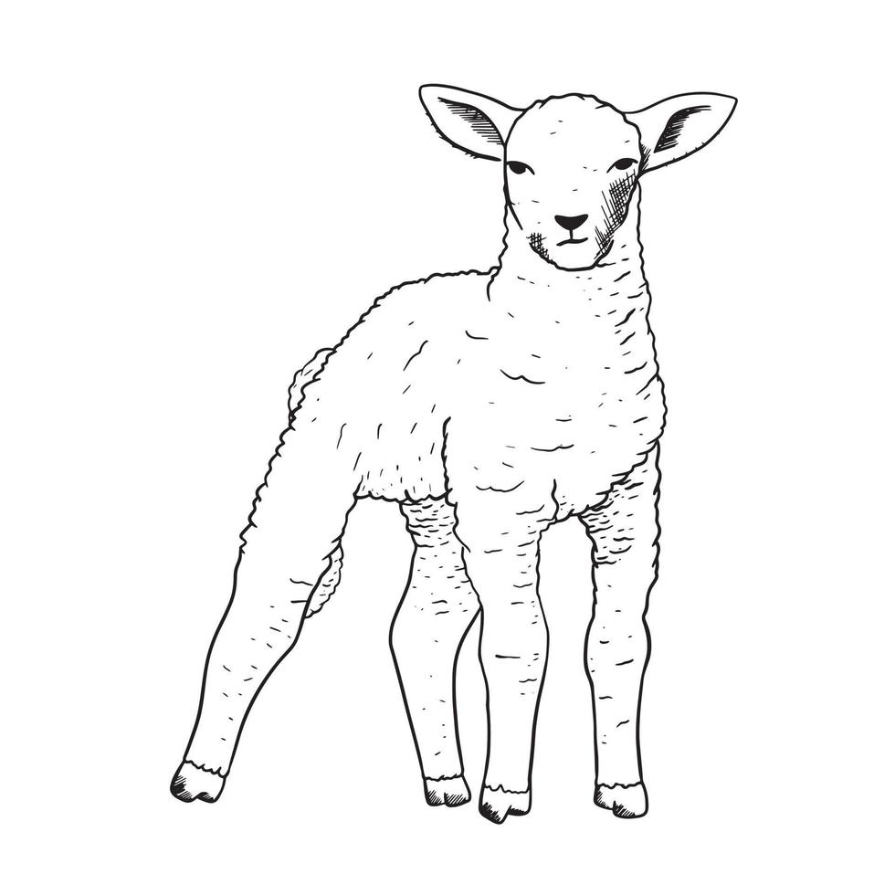 Bauernhof Lamm im skizzieren Stil. Vektor isoliert schwarz und Weiß Illustration von ein Tier.