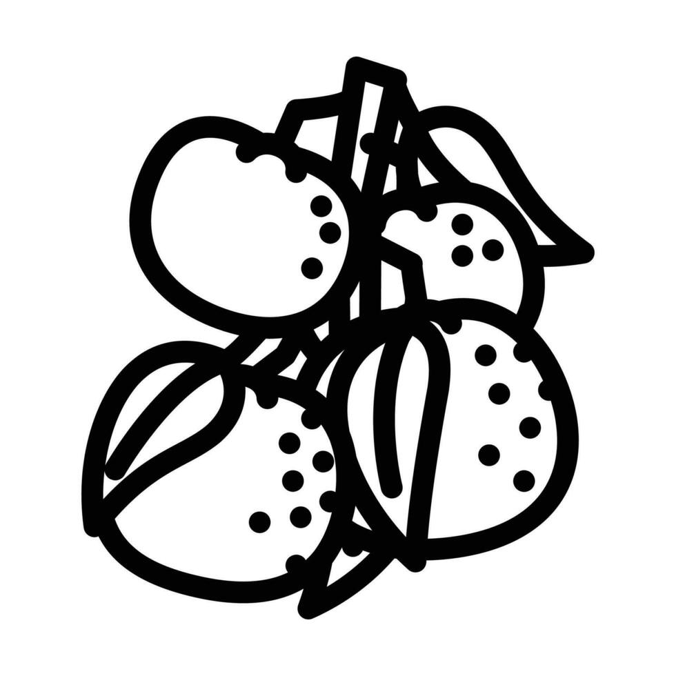 Ast Mandarin Orange Linie Symbol Vektor Illustration