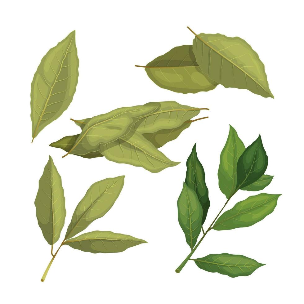 bukt blad krydda ört uppsättning tecknad serie vektor illustration