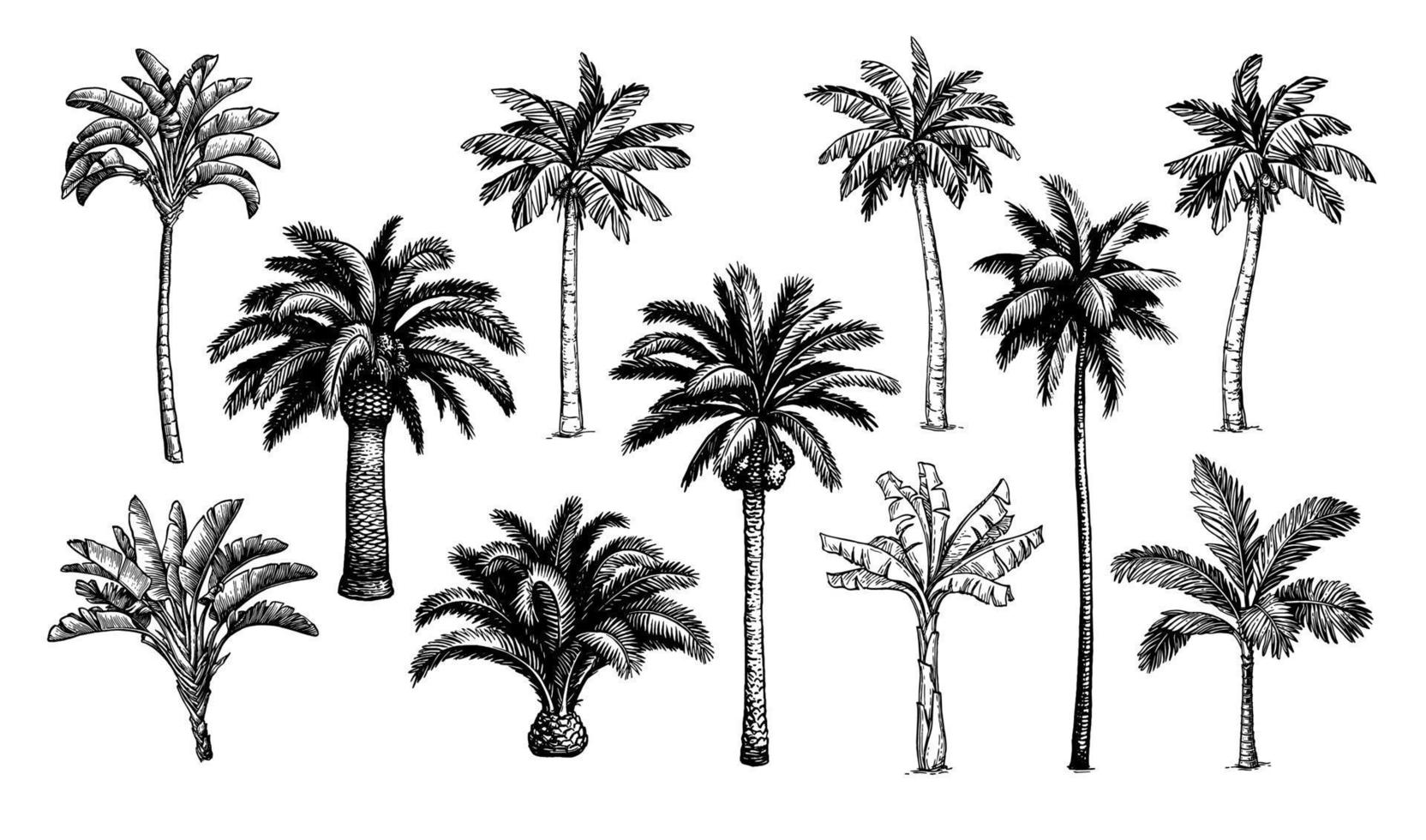 Palme Bäume. groß Sammlung von Tinte Skizzen isoliert auf Weiß Hintergrund. Hand gezeichnet Vektor Illustration. retro Stil.