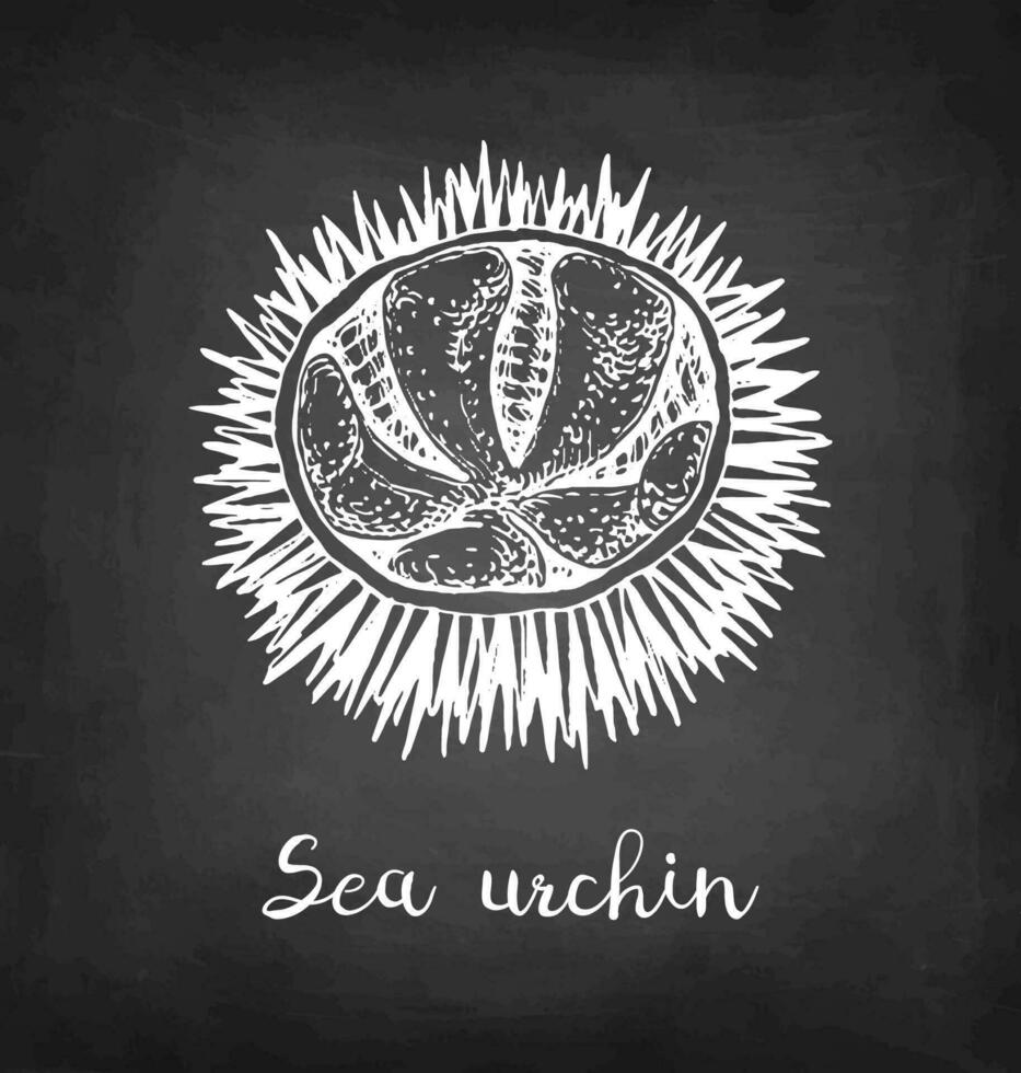 Meer Seeigel. Kreide skizzieren von Meeresfrüchte auf Tafel Hintergrund. Hand gezeichnet Vektor Illustration. retro Stil.