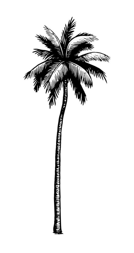 kokos handflatan träd. bläck skiss isolerat på vit bakgrund. hand dragen vektor illustration. retro stil.
