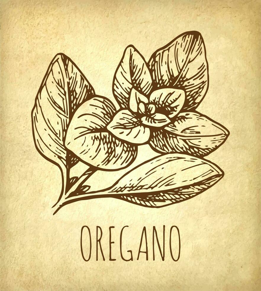 oregano bläck skiss på gammal papper bakgrund. hand dragen vektor illustration. retro stil.