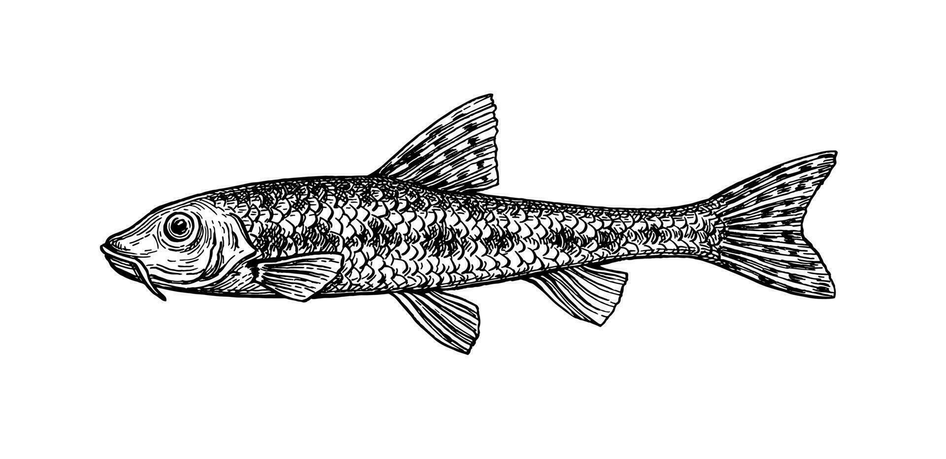 gobio gobio. små sötvatten fisk. bläck skiss isolerat på vit bakgrund. hand dragen vektor illustration. retro stil.