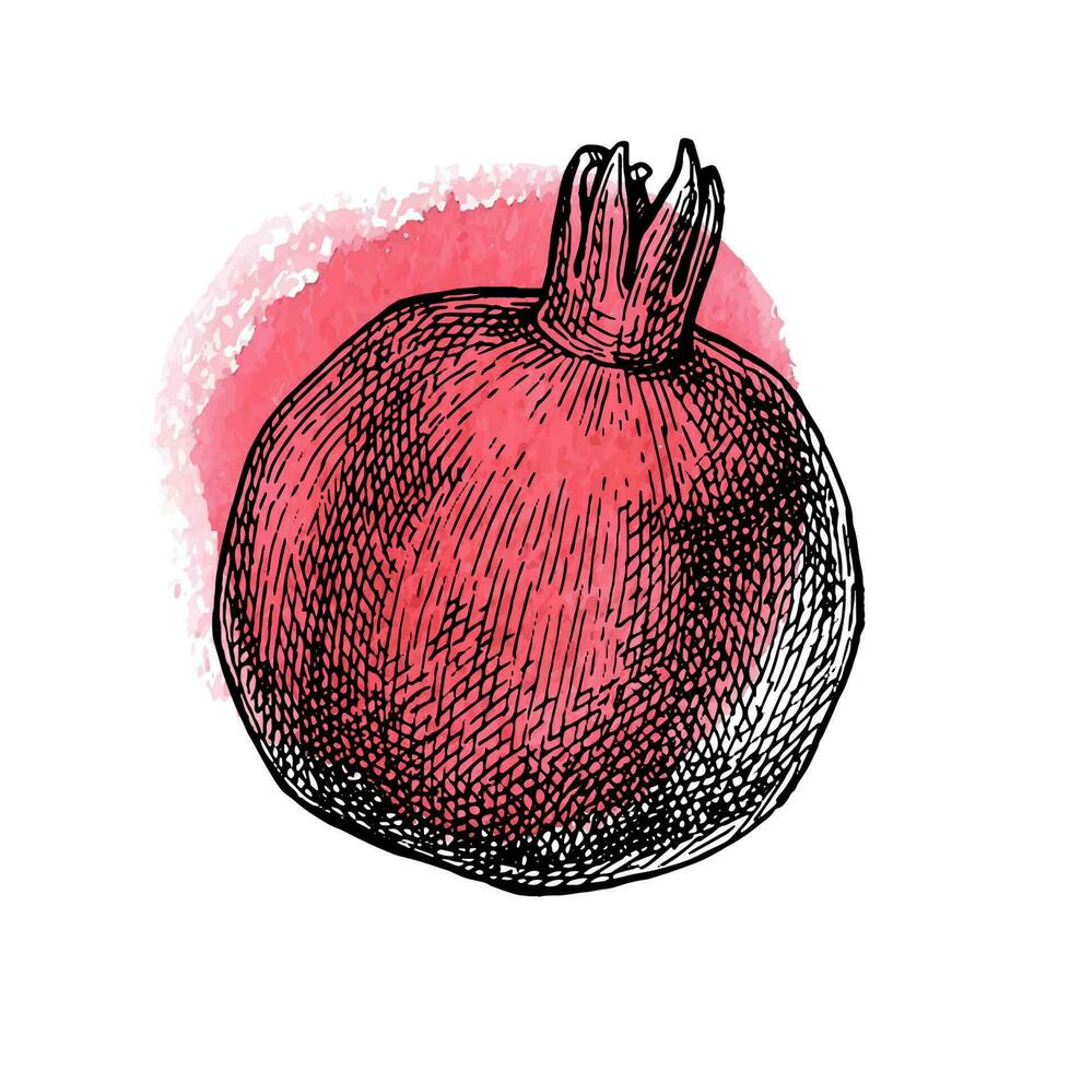 granatäpple. bläck skiss isolerat på vit bakgrund. röd vattenfärg fläck. hand dragen vektor illustration. retro stil.