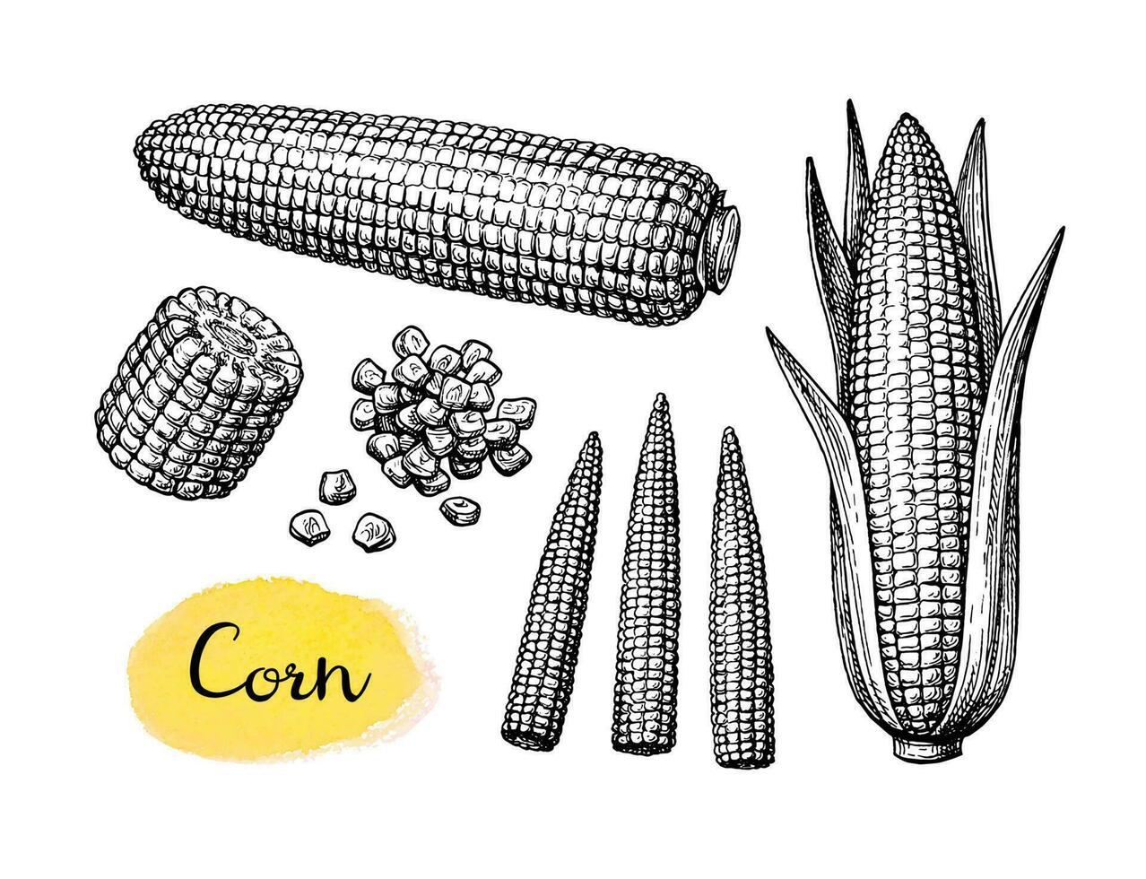 kolvar av majs, korn och cornlets. bläck skiss av majs isolerat på vit bakgrund. stor uppsättning. hand dragen vektor illustration. retro stil.