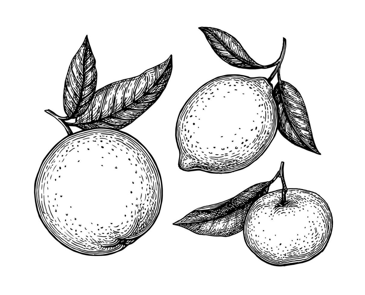 orange, Zitrone und Mandarine mit Blätter. Zitrusfrüchte Obst Satz. Tinte Skizzen isoliert auf Weiß Hintergrund. Hand gezeichnet Vektor Illustration. retro Stil.