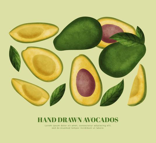 Vektor handgezeichnete Avocados