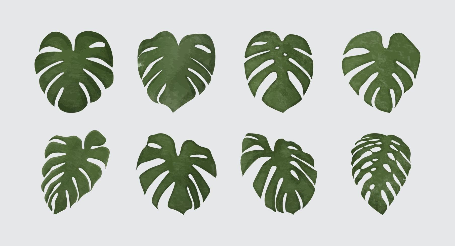 monstera deliciosa växt blad akvarell stil isolerad på bakgrunden vektor