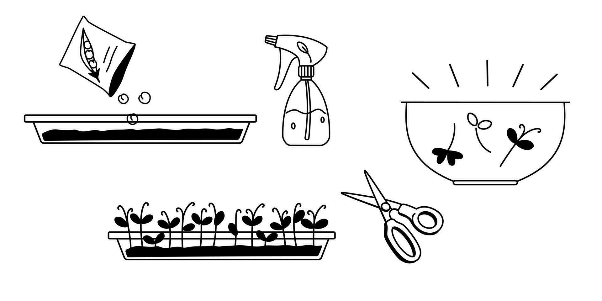 Erbse Mikro Grün wachsend im Container Infografiken einfarbig Gekritzel Vektor Gliederung Illustration auf Weiß Hintergrund. Erbse Sprossen, Schere, Wasser Sprühgerät schwarz und Weiß Karikatur Zeichnung.