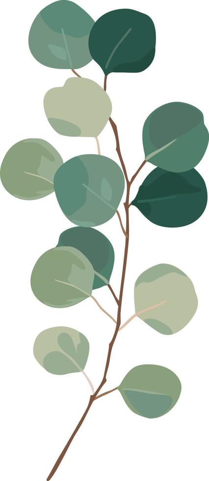 eukalyptus grön löv grenar vektor