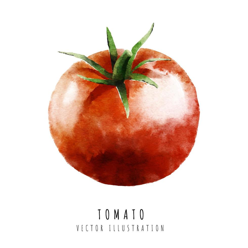 Tomate Hand gezeichnet Aquarell Gemälde isoliert auf Weiß Hintergrund vektor