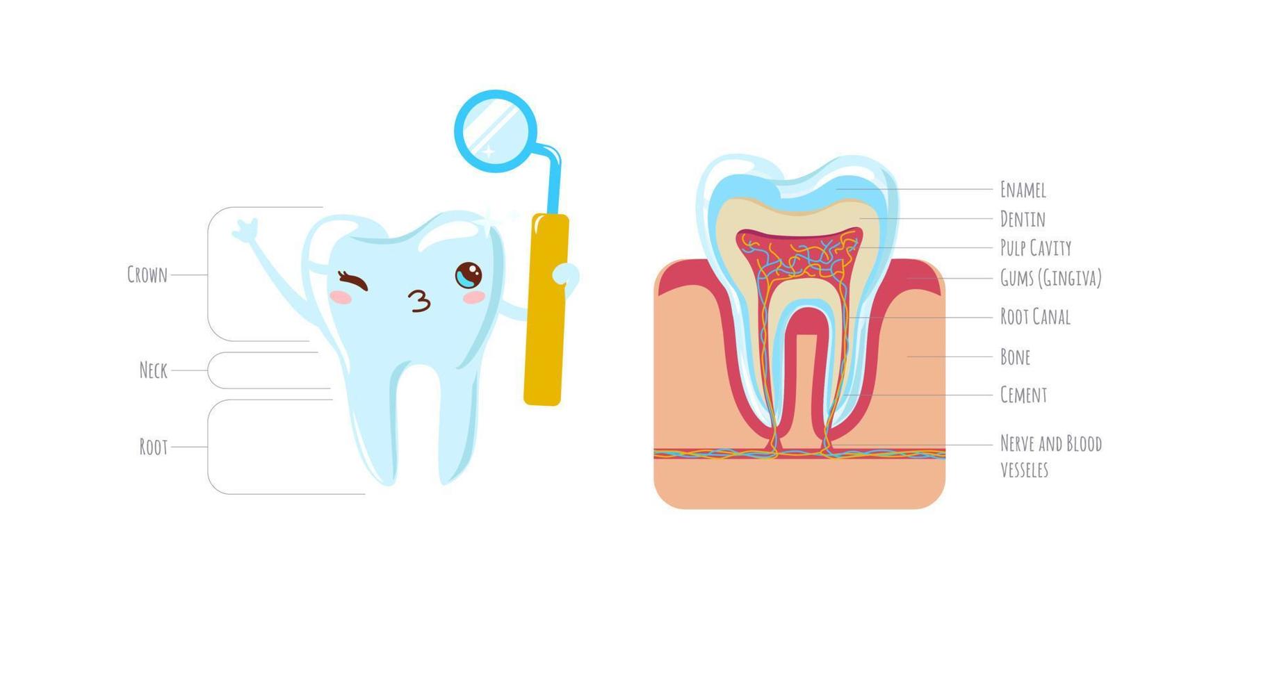 tand anatomi. tand strukturera. söt tand och skära isolerat på vit bakgrund med beskrivning. emalj, dentin, dental massa med rötter. vektor illustration.