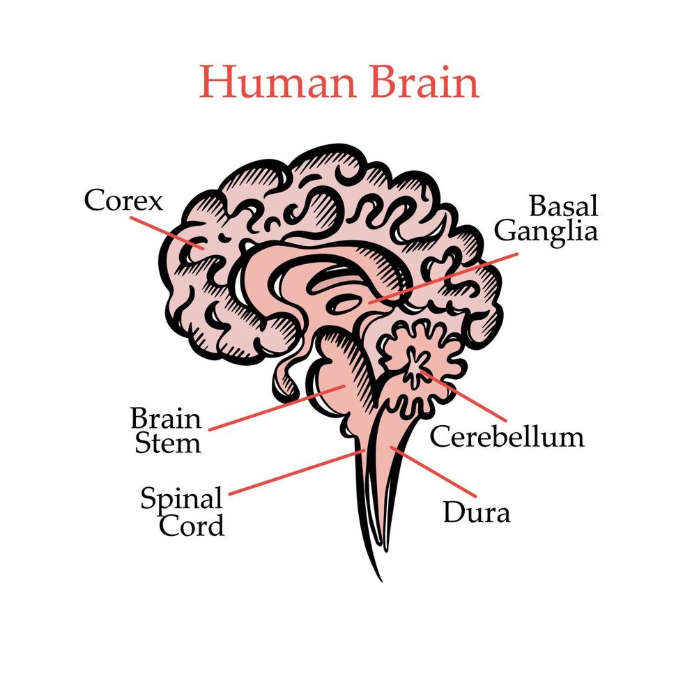 mänsklig hjärna strukturera medicinsk utbildning vektor illustration