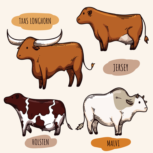 Vieh Vektoren