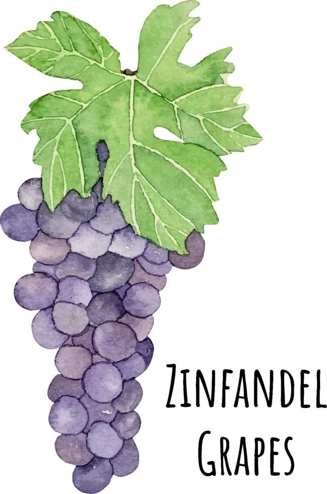 Aquarellillustration von lila Zinfandel-Trauben. frisches rohes Obst. traubenliebhaberillustration vektor