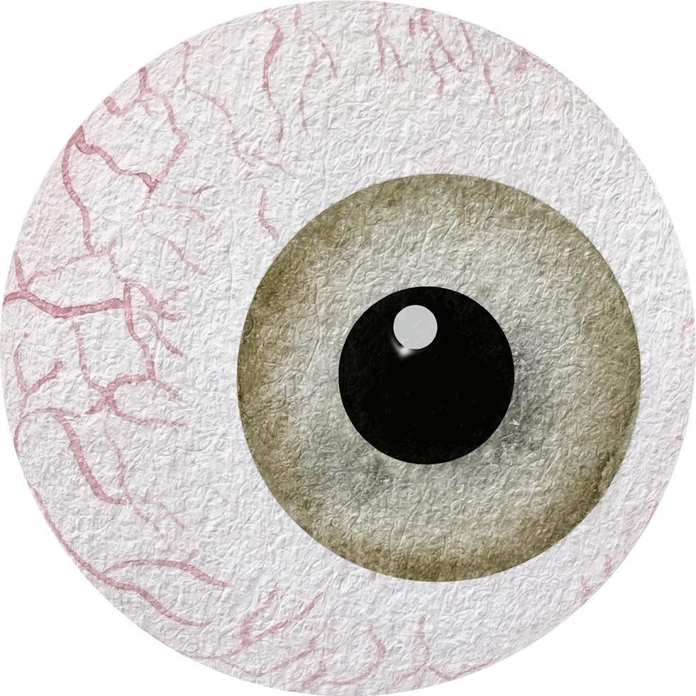vattenfärg mänsklig brun öga. vattenfärg anatomi samling. medicinsk illustration vektor