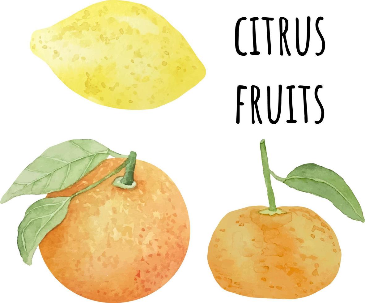 vattenfärg illustration av citrus- frukt orange, citron- och mandariner. färsk rå frukt. vektor