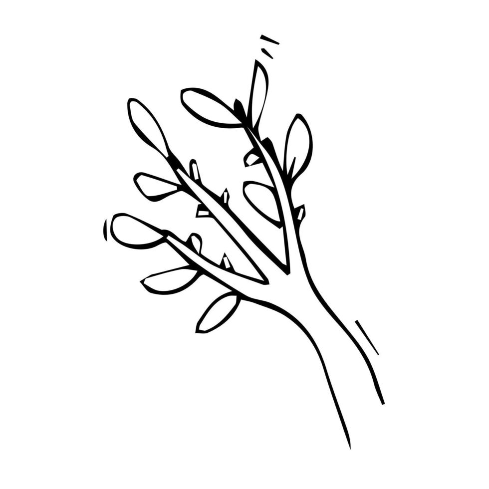 isoliert skizzieren von Ast mit Blume Knospen isoliert auf Weiß Hintergrund. vektor