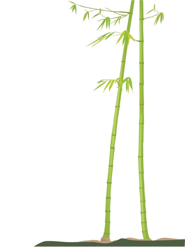 bambu träd på illustration grafisk vektor