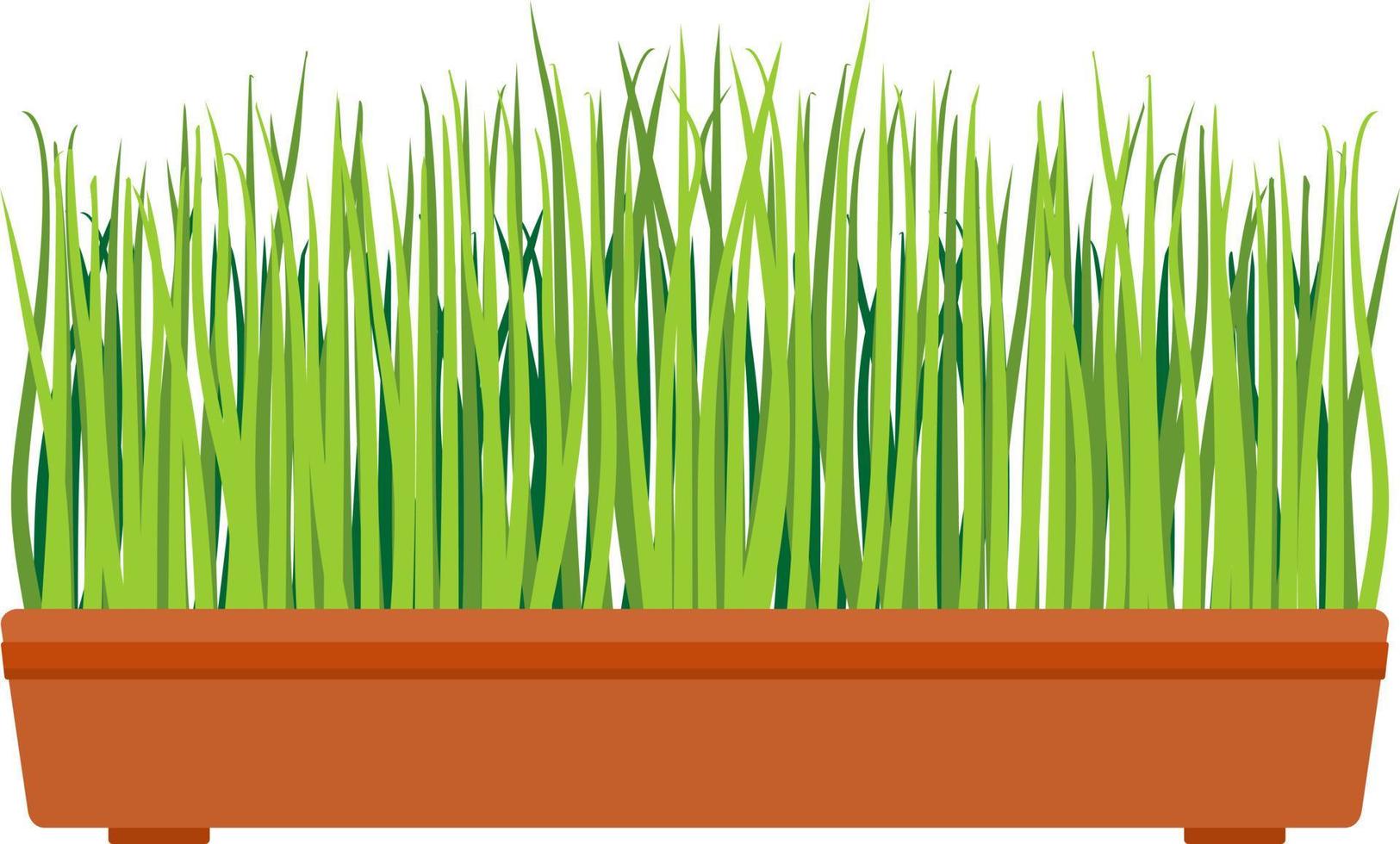 frisch Grün Gras im ein rechteckig Topf. jung Grün Gras im Topf. drinnen, Zimmerpflanze zum Innere Dekoration. Zuhause Dekor Element. Symbol von Wachstum und Ökologie vektor