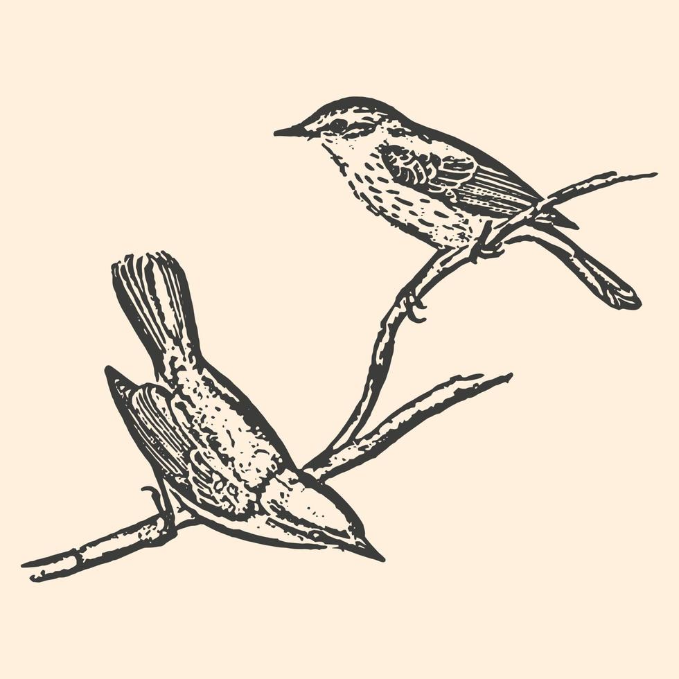 Hand gezeichnet Kleiber Vögel auf Baum linear Karte. Illustration von klein Vögel im schwarz isoliert auf Hintergrund. vektor