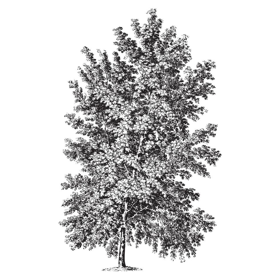 Aschenblättrige Ahornbaum-Vintage-Illustrationen vektor