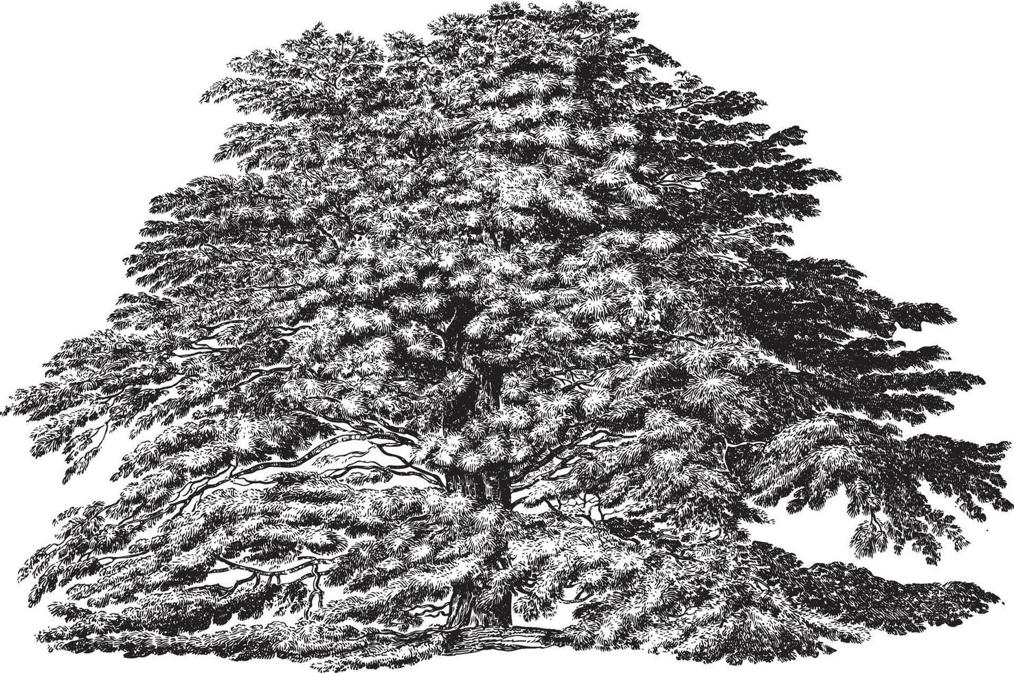 cederträ av libanon träd vintage illustrationer vektor