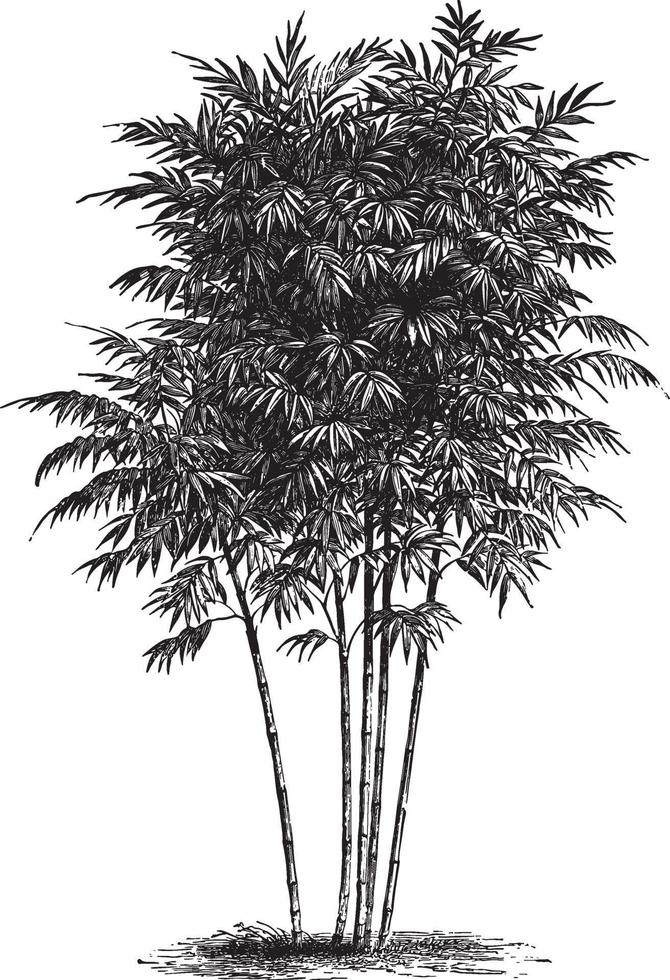 bambu träd vintage illustrationer vektor