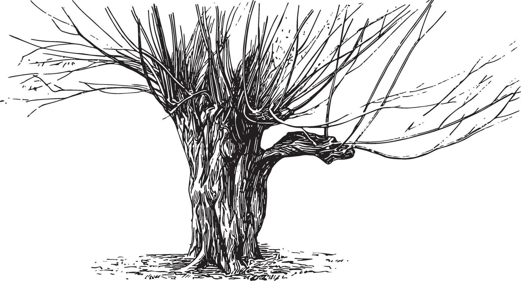 Pollard Tree Vintage Illustrationen vektor